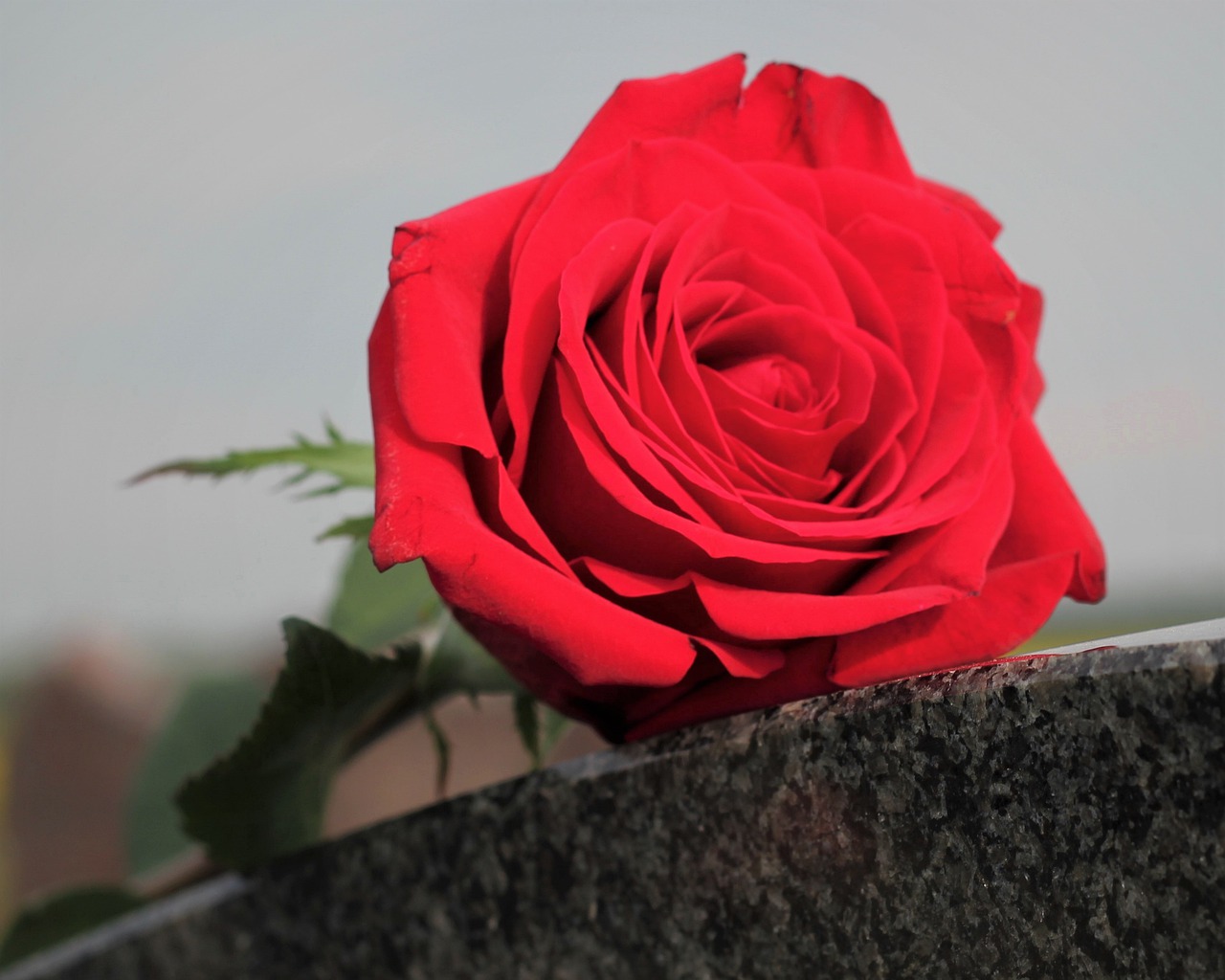 red rose, love symbol, black marble